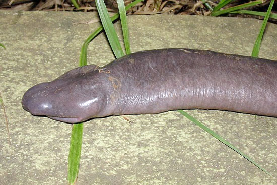 News of the WTF. Strange New Findings in the World of Science; Penis Snake and&nbsp;TITANOBOA!
