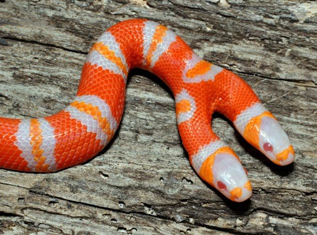 amazing-two-headed-milk-snake