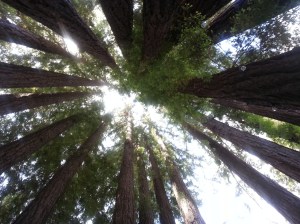 Look, city folk this is what trees look like...